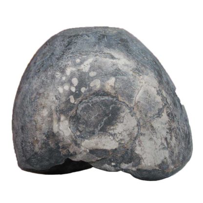 183gms-Kurma-Shaligram-Front