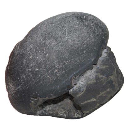 250gms-Laxmi-Narayan-Shaligram-Back