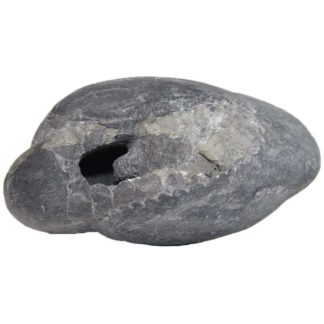 343gms-Laxmi-Shesha-Shaligram