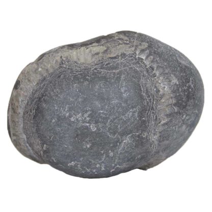 343gms-Laxmi-Shesha-Shaligram-Back