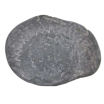 343gms-Laxmi-Shesha-Shaligram-Front