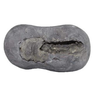 Kurma Shaligram