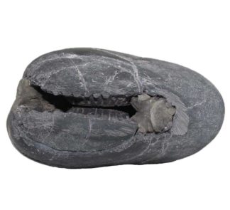 562gms-Laxmi-Vishnu-Shaligram