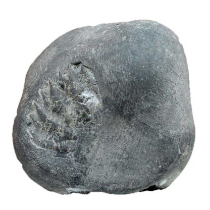 115gms-Kurma-Shaligram-Front