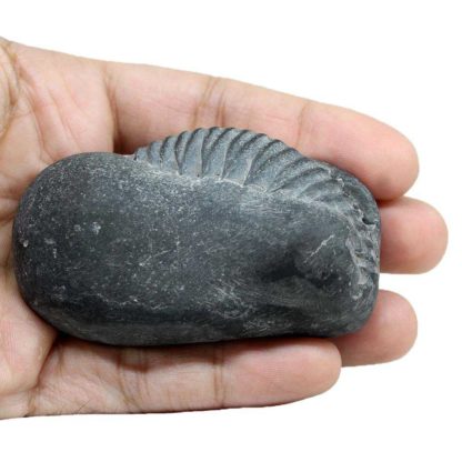 141gms-Rama-Shaligram-Back