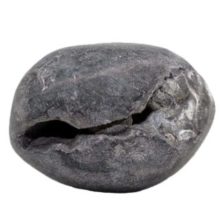 157gms-Laxmi-Hayagriva-Shaligram