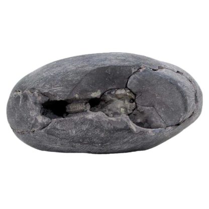 160gms-Laxmi-Vishnu-Shaligram