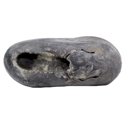 171gms-Laxmi-Vishnu-Shaligram