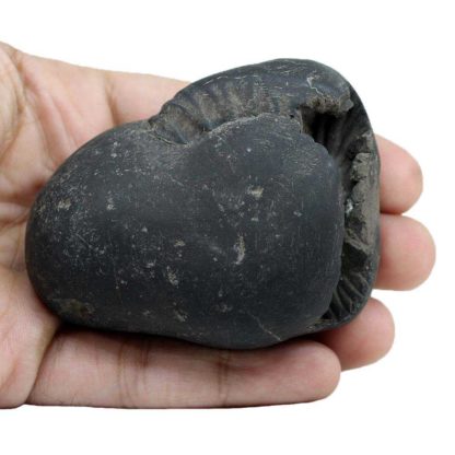 173gms-Laxmi-Hayagriva-Shaligram-Front