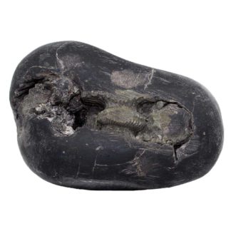 183gms-Laxmi-Vishnu-Shaligram