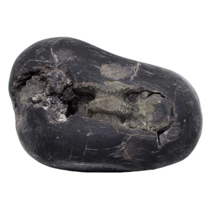 183gms-Laxmi-Vishnu-Shaligram