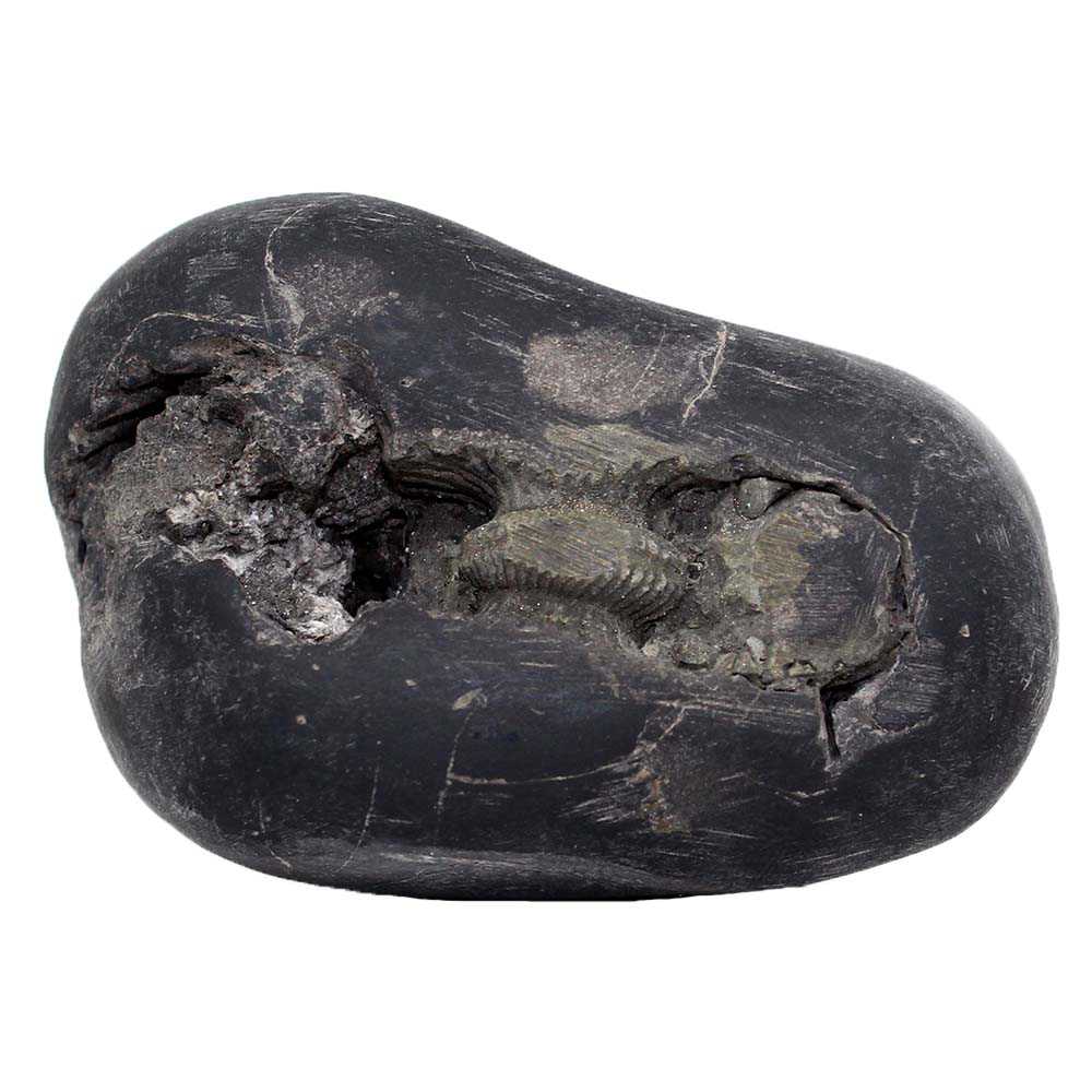 183gms Laxmi Vishnu Shaligram Shila from Gandaki River Nepal