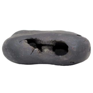 263gms-Laxmi-Vishnu-Shaligram