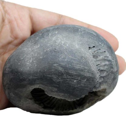 294gms-Damodar-Shaligram-Back