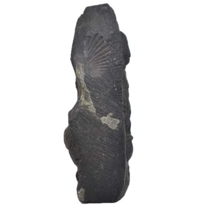 101gms-Vaman-Murti-Shaligram-Side