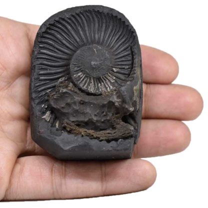 136gms-Vaman-Murti-Shaligram-Back