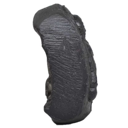 141gms-Vaman-Murti-Shaligram-Side