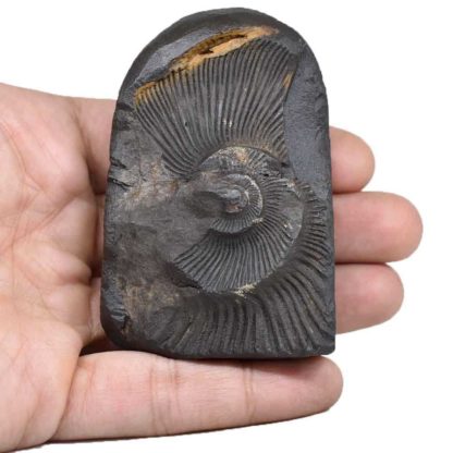 145gms-Vaman-Murti-Shaligram-Back