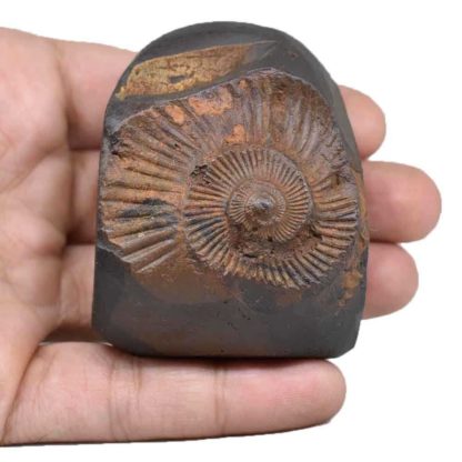 192gms-Vaman-Murti-Shaligram-Back