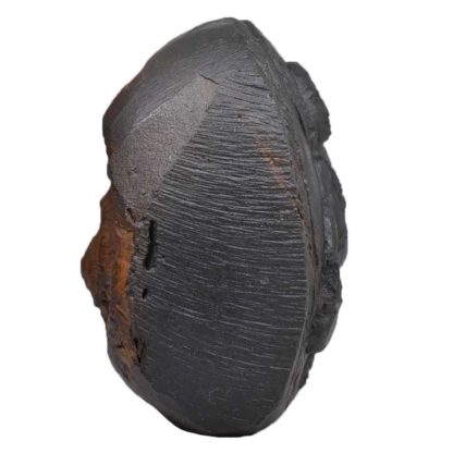 192gms-Vaman-Murti-Shaligram-Side