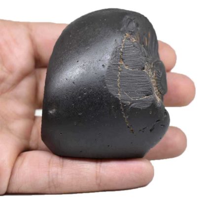 214gms-Vaman-Murti-Shaligram-Hand