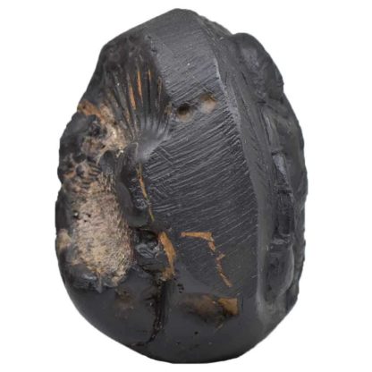 214gms-Vaman-Murti-Shaligram-Side