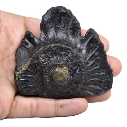 119gms-Vishnu-Murti-Shaligram-Back