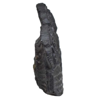 119gms-Vishnu-Murti-Shaligram-Side