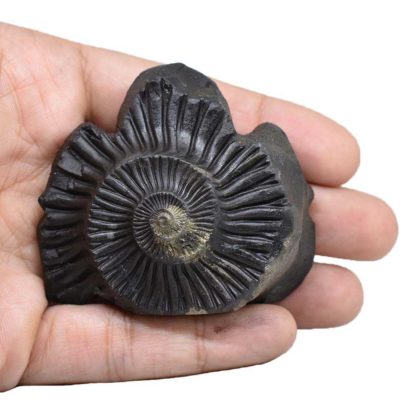 130gms-Vishnu-Murti-Shaligram-Back