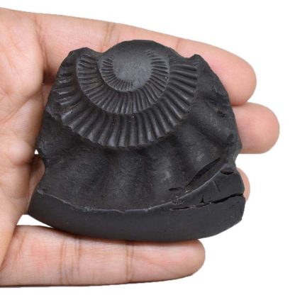 135gms-NarSimha-Murti-Shaligram-Back