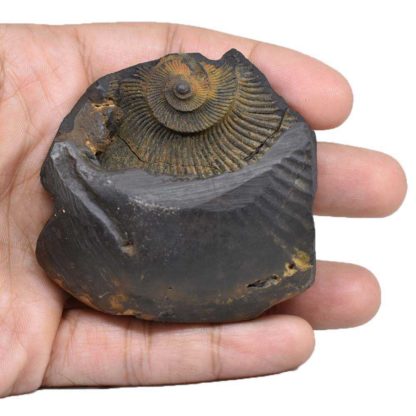 150gms-NarSimha-Murti-Shaligram-Back