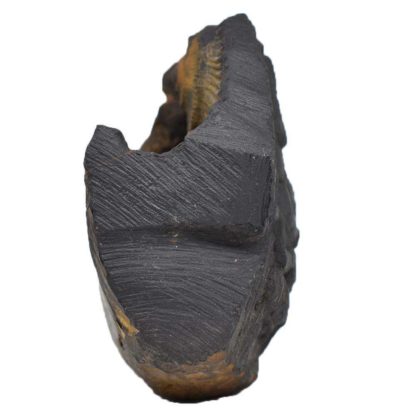 150gms-NarSimha-Murti-Shaligram-Side