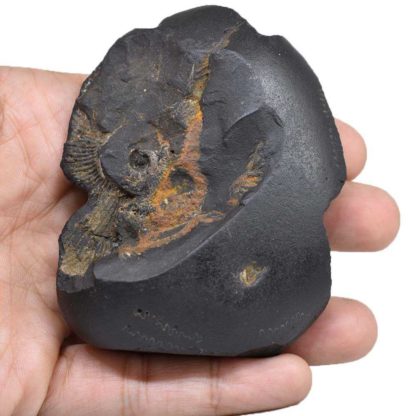 152gms-NarSimha-Murti-Shaligram-Back