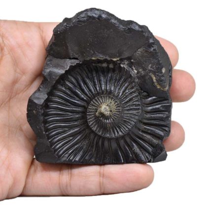 188gms-NarSimha-Murti-Shaligram-Back