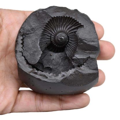 198gms-NarSimha-Murti-Shaligram-Back