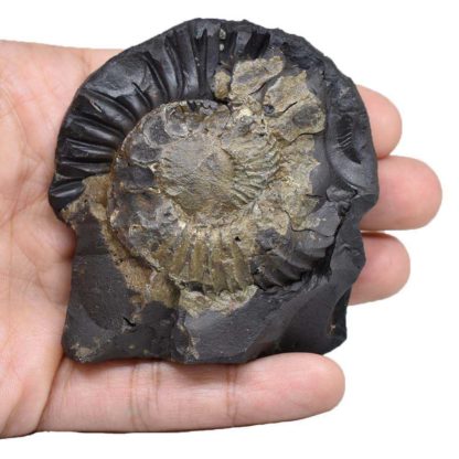 208gms-NarSimha-Murti-Shaligram-Back