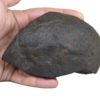 461gms-Sudershan-Shaligram-Back