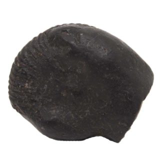 155gms-Auspicious-Shaligram