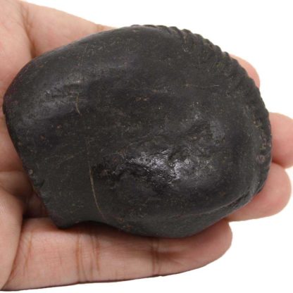 155gms-Auspicious-Shaligram-Back