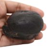 174gms-Auspicious-Shaligram-Back