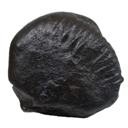 179gms-Auspicious-Shaligram