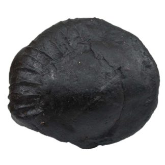 185gms-Auspicious-Shaligram