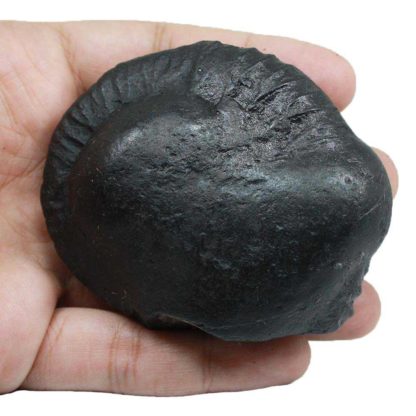 185gms-Auspicious-Shaligram-Back