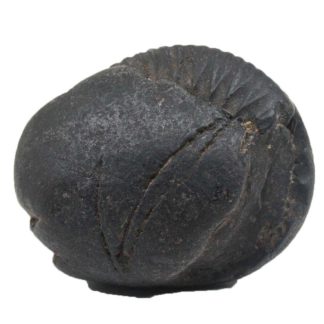 203gms-Auspicious-Shaligram