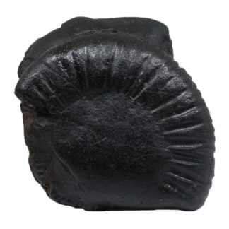 Auspicious Shaligram