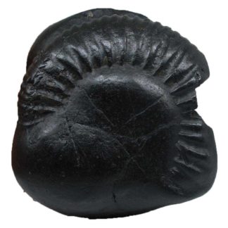 Shaligram Shila