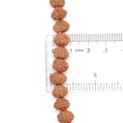 10-Mukhi-Rudraksha-Mala-Indonesian-Scale