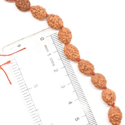 3-Mukhi-Rudraksha-Mala-Indonesian-Scale