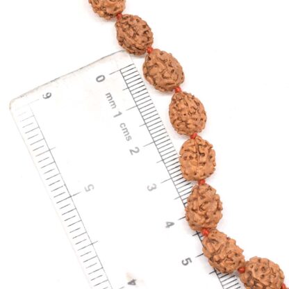 4-Mukhi-Rudraksha-Mala-Indonesian-Scale