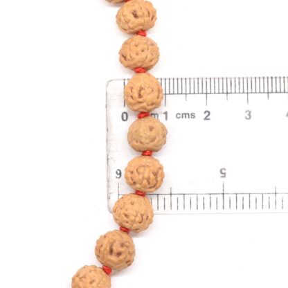 6-Mukhi-Rudraksha-Mala-Indonesian-Scale